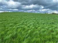 производитель семян смеси трав газонных кормовых Плевел 01