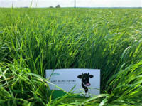 производитель семян смеси трав газонных кормовых Плевел 03