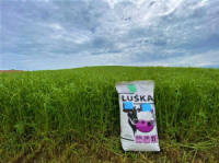 производитель семян смеси трав газонных кормовых Плевел 06