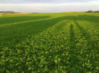 производитель семян смеси трав газонных кормовых Плевел 07