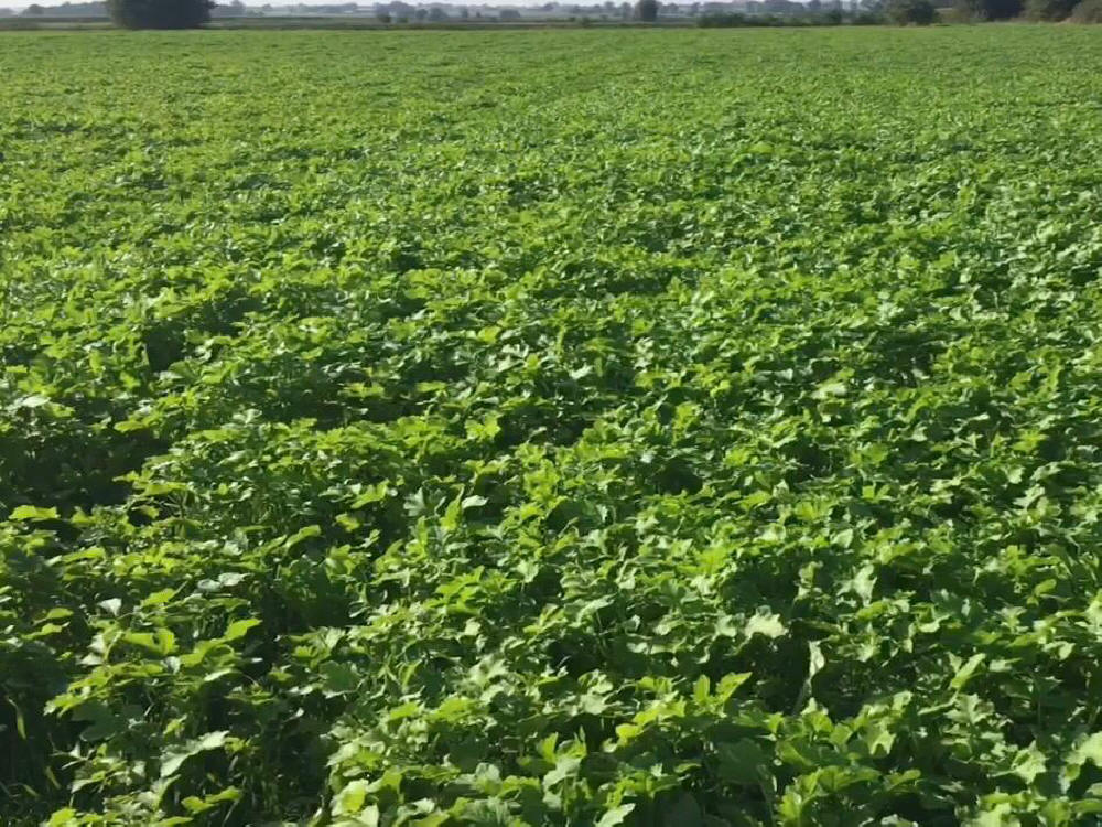 Смеси трав, спортивные газоны, травы, пастбища