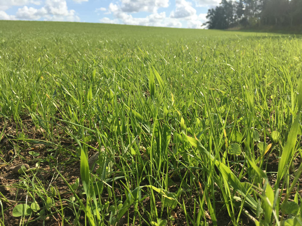 Смеси трав, спортивные газоны, травы, пастбища