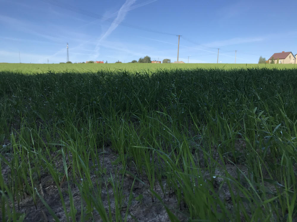 Смеси трав, спортивные газоны, травы, пастбища