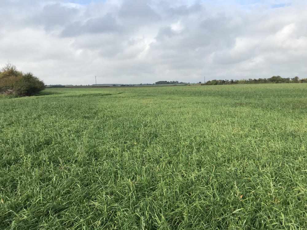 Смеси трав, спортивные газоны, травы, пастбища