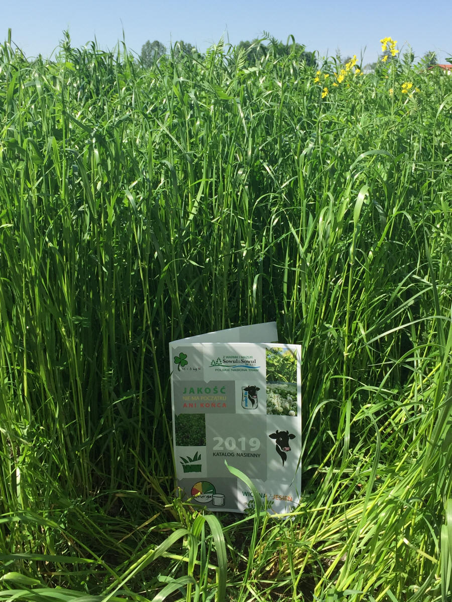 Смеси трав, спортивные газоны, травы, пастбища